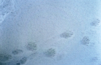 Ślady świstaka na wiosennym śniegu w rejonie Wyżniej Świstówki Małołąckiej.<br />Fot. Wojciech Szatkowski